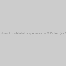Image of Recombinant Bordetella Parapertussis rimM Protein (aa 1-207)